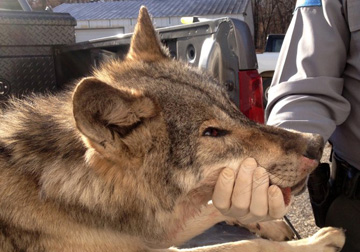 Wolf Found in Wayne County, MO