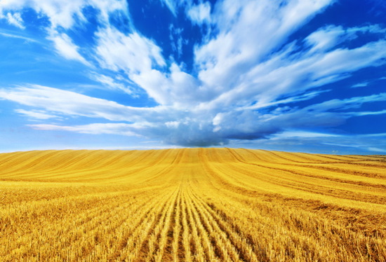 Wheat Field